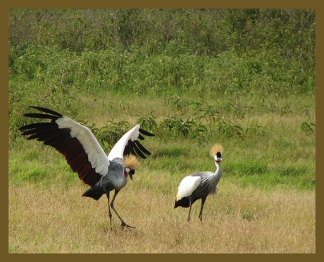 Kraanvogels