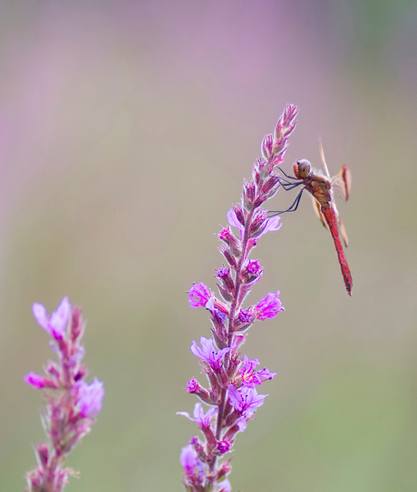 In a pink world