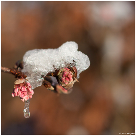 Bloesem in de sneeuw