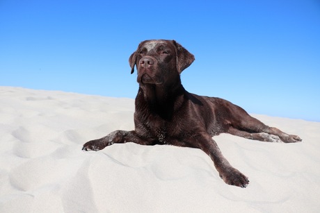 Badmeester, ben ik al bruin?