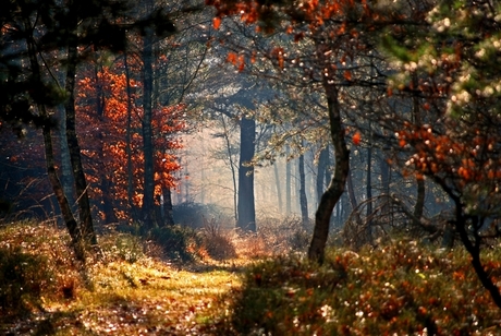 Herfst in het Edese bos