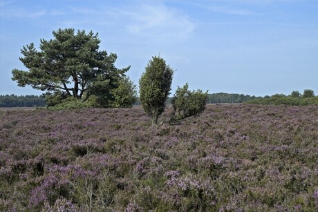 Exloo,heide in bloei