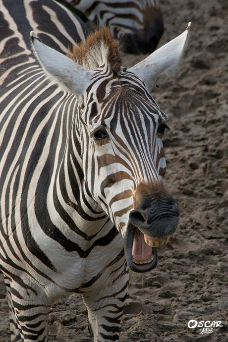 Lachende Zebra