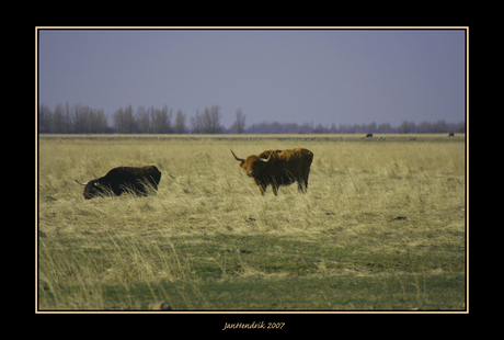 polderlandschap