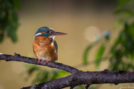 IJsvogel vrouw _0719-