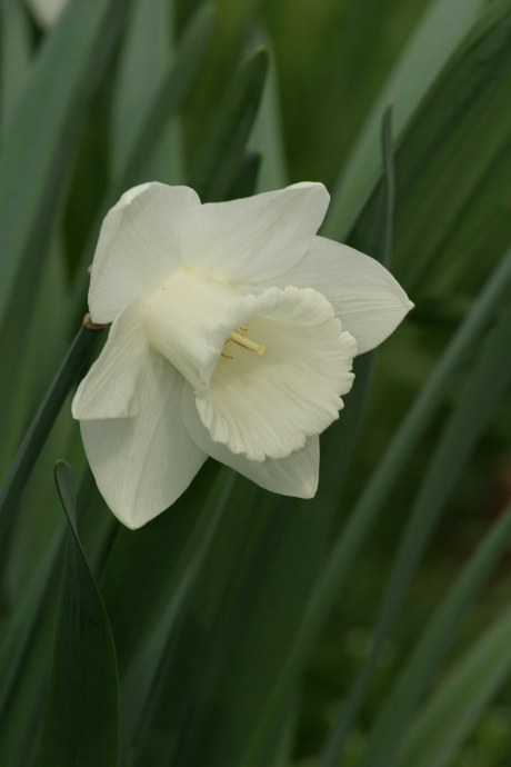 witte narcis