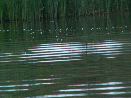 Rimpels in het water