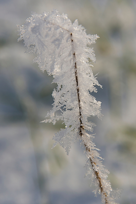 Natuur in de sneeuw