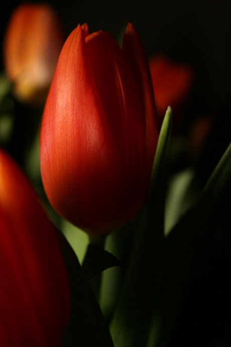 Duistere tulp