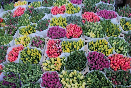 tulpen uit Amsterdam