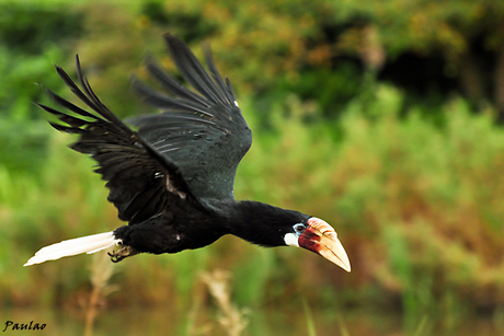 neushoornvogel