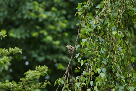 Natuur dichtbij.