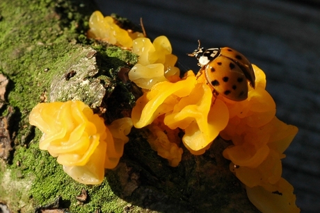 Herfst Kriebels.jpg