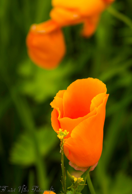 Eschscholzia (slaapmutsjes)