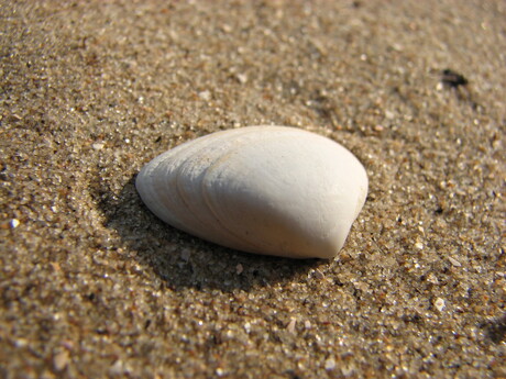 schelp in het zand
