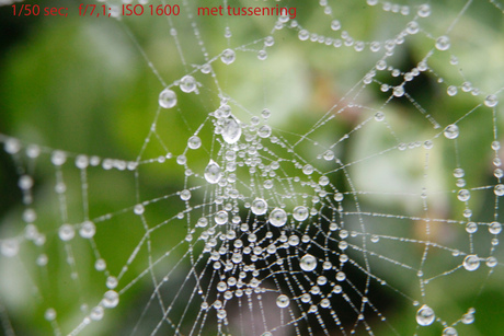 spinnenweb.jpg