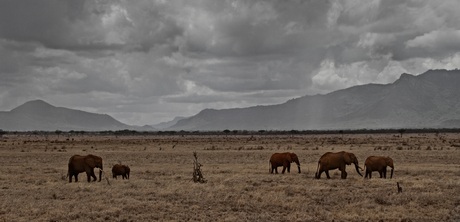 Tsavo