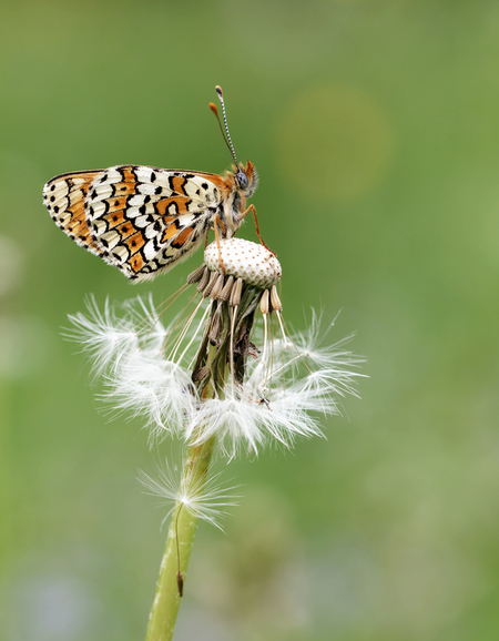 Gone with the wind - Maar schijn bedriegt. Die avond was het haast windstil :) - foto door cookiemonster71 op 07-05-2014