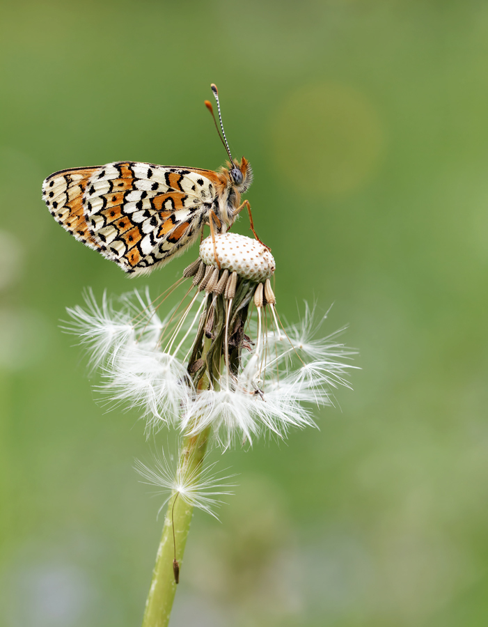 Gone with the wind - Maar schijn bedriegt. Die avond was het haast windstil :) - foto door cookiemonster71 op 07-05-2014