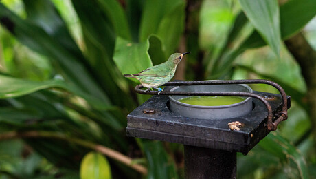 Purperen Suikervogel (1 van 1)