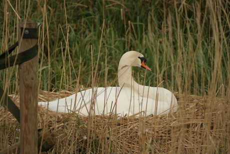 Midden in de woonwijk