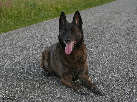 Hollandse herder Riekje