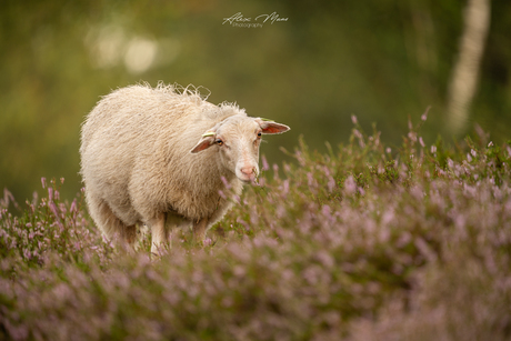 Schaap op de heide