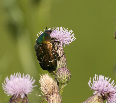 Eenzame hoogte