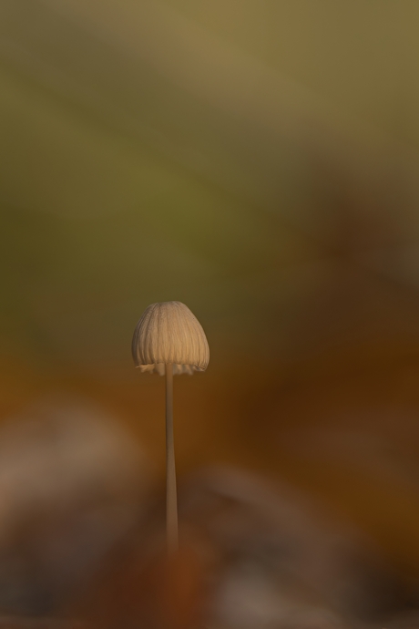 Mycena
