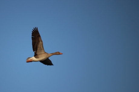 Les ailes déployées d'une oie sauvage.