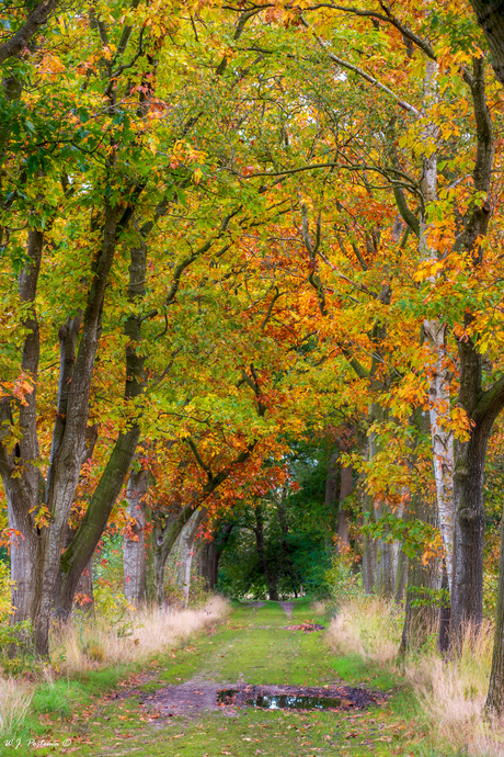 Autumn 