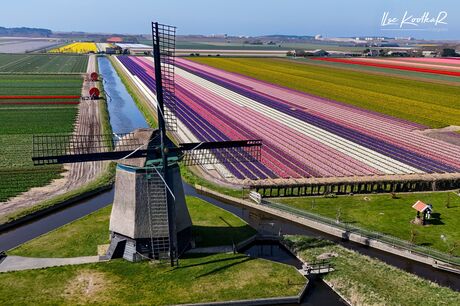 Hoe Hollands wil je het hebben