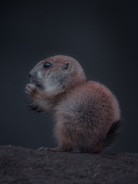 Baby Prairiehondje