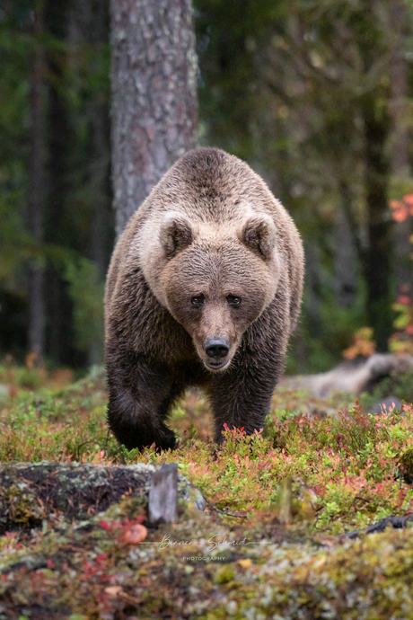 Europese bruine beer