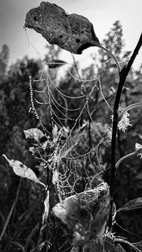 Ochtenddauw op spinnenweb 