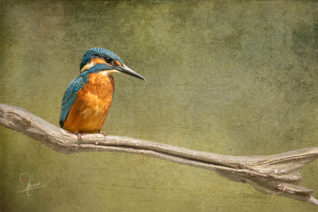 Kingfisher op Koningsdag!
