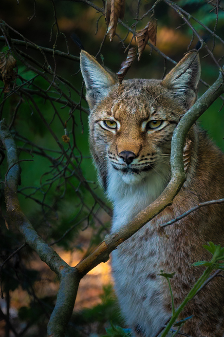 Linx