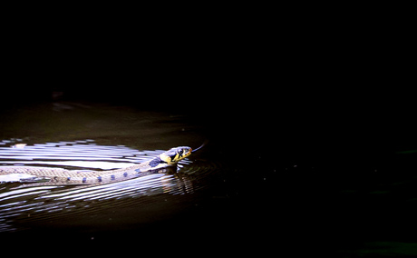 Ringslang in de Deelensche Wasch 