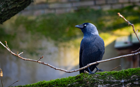 Vrij in de dierentuin 2