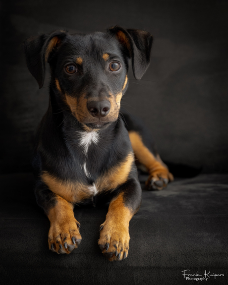 Puppy Jack russel Max