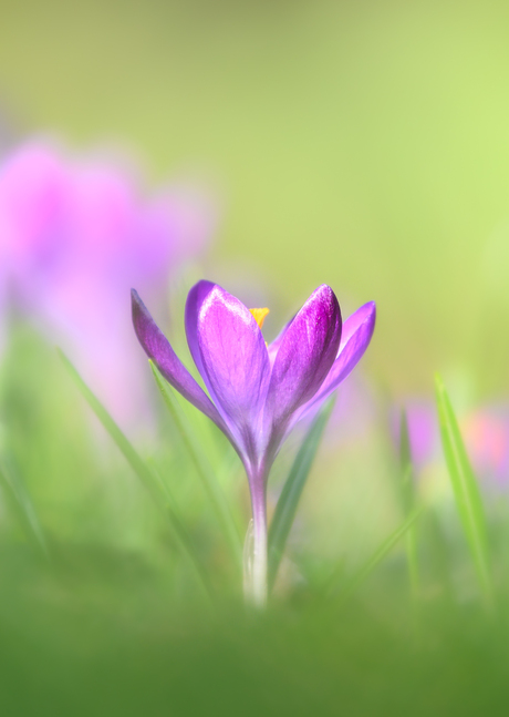 Krokus