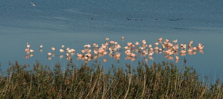 'Hollandse' flamingo's