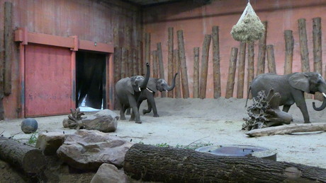 Olifanten rennen blij naar binnen