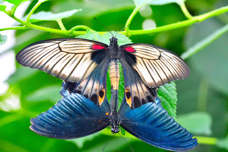 At the butterfly farm 2