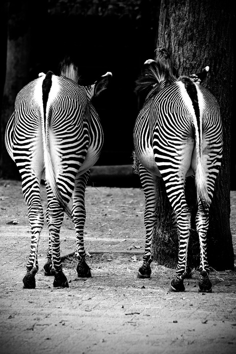 Back of the Zebra’s