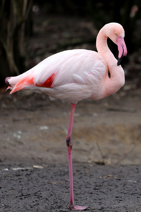 Flamingo - Dierenrijk 2023
