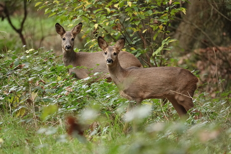 Herfst in het bos