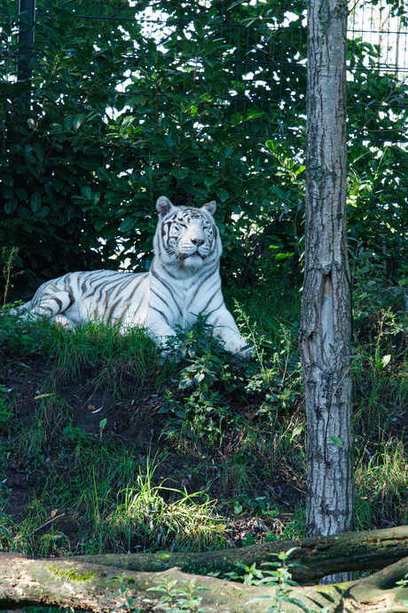 witte tijger