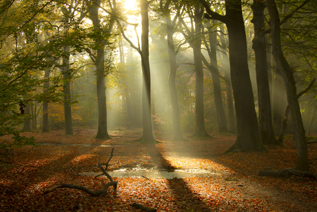 Een magische herfst ochtend in het bos