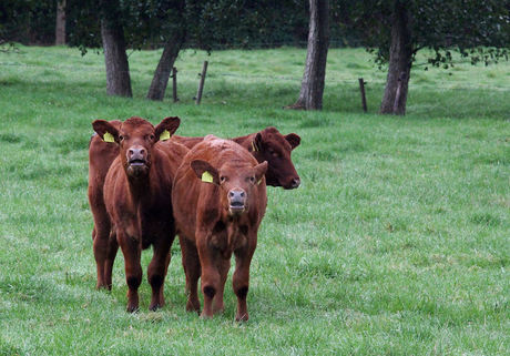 Babette, Cossette & Fleurette.